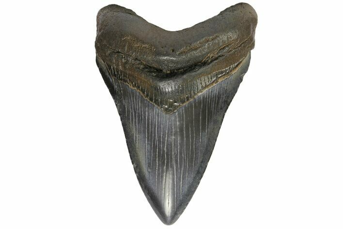 Fossil Megalodon Tooth - Glossy Enamel #180977